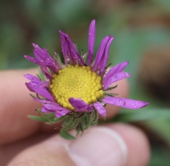 Dieteria bigelovii