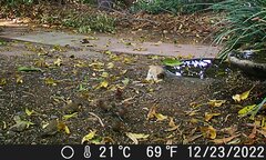 Haemorhous mexicanus