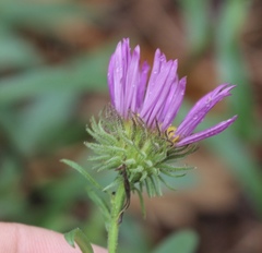Dieteria bigelovii