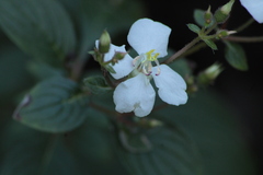 Heterocentron subtriplinervium