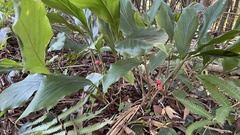 Alpinia japonica
