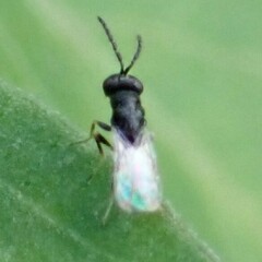 Eurytomidae