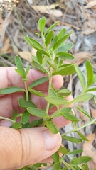 Prostanthera behriana