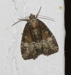 Neoligia subjuncta