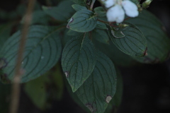 Heterocentron subtriplinervium