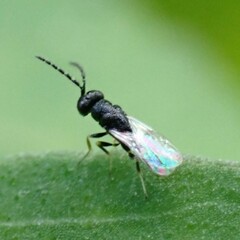 Eurytomidae