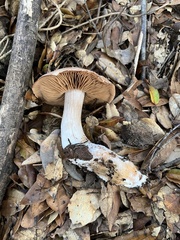 Cortinarius ohlone