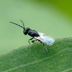 Eurytomidae