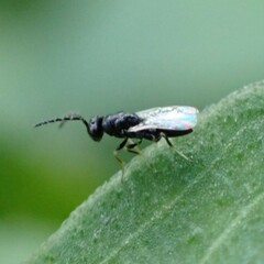 Eurytomidae
