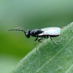 Eurytomidae