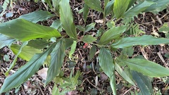 Alpinia japonica