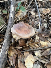 Cortinarius ohlone