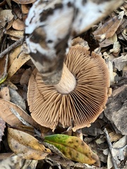 Cortinarius ohlone