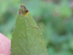 Liriomyza carphephori