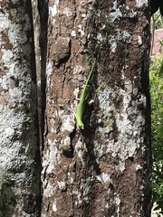 Lamprolepis smaragdina