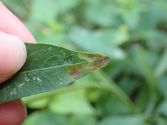Liriomyza carphephori