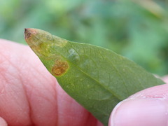 Liriomyza carphephori