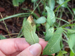 Liriomyza carphephori