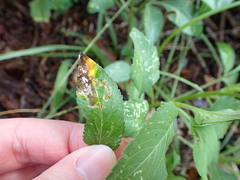Liriomyza carphephori