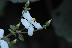 Heterocentron subtriplinervium