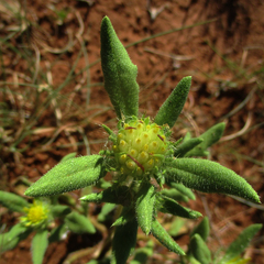 Hirpicium