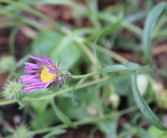 Dieteria bigelovii