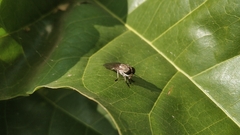 Tabanidae