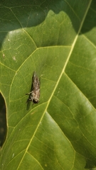 Tabanidae