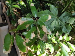 Neolitsea sericea