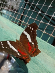 Anartia fatima colima