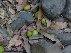 Mangifera indica