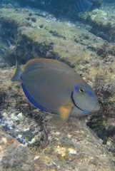 Acanthurus bahianus