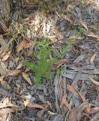 Prostanthera behriana