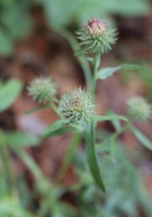 Dieteria bigelovii