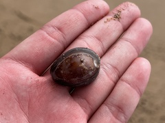 Monetaria caputophidii