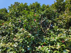 Camellia japonica