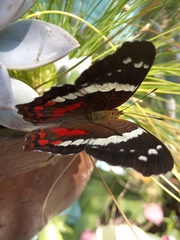 Anartia fatima colima