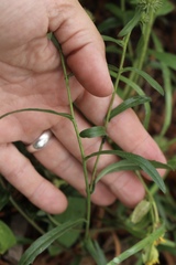 Dieteria bigelovii