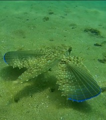 Dactylopterus volitans