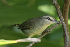 Vireo magister