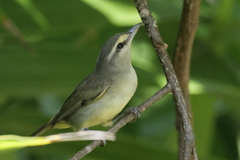 Vireo magister