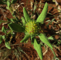 Hirpicium