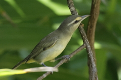 Vireo magister