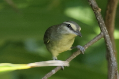 Vireo magister