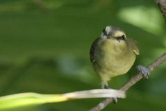 Vireo magister