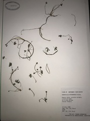 Ranunculus hyperboreus