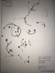 Ranunculus hyperboreus