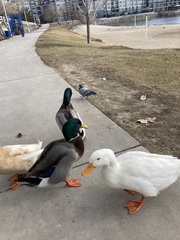 Anas platyrhynchos domesticus