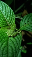 Pristimantis inusitatus