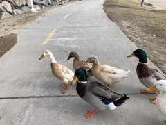 Anas platyrhynchos domesticus